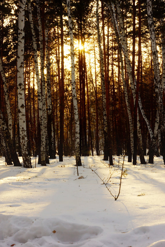В лесу перед закатом - Сергей Царёв