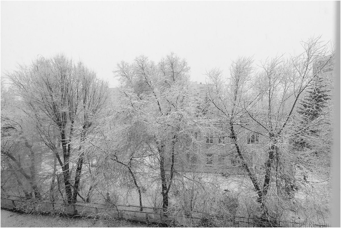 Деревья в снегу - Александр Ширяев