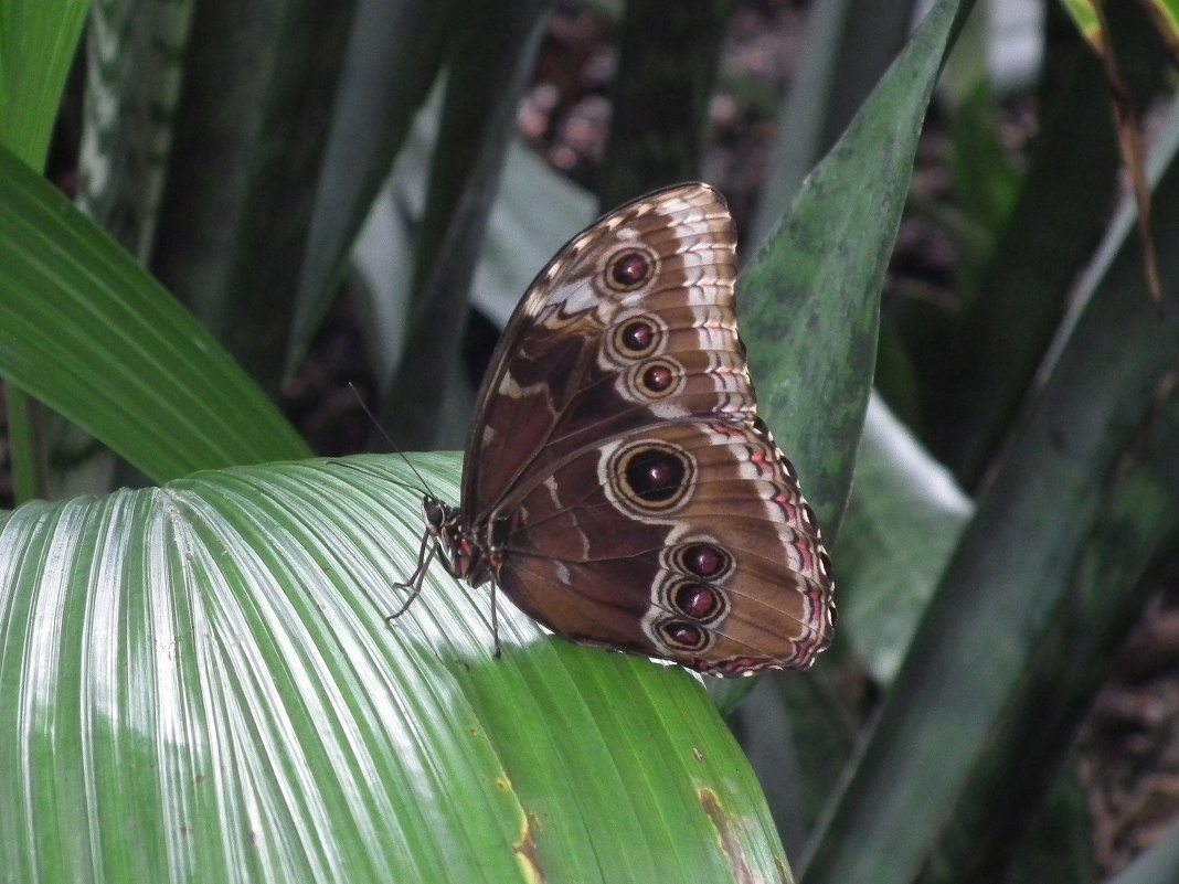 Morpho helenor - Natalia Harries