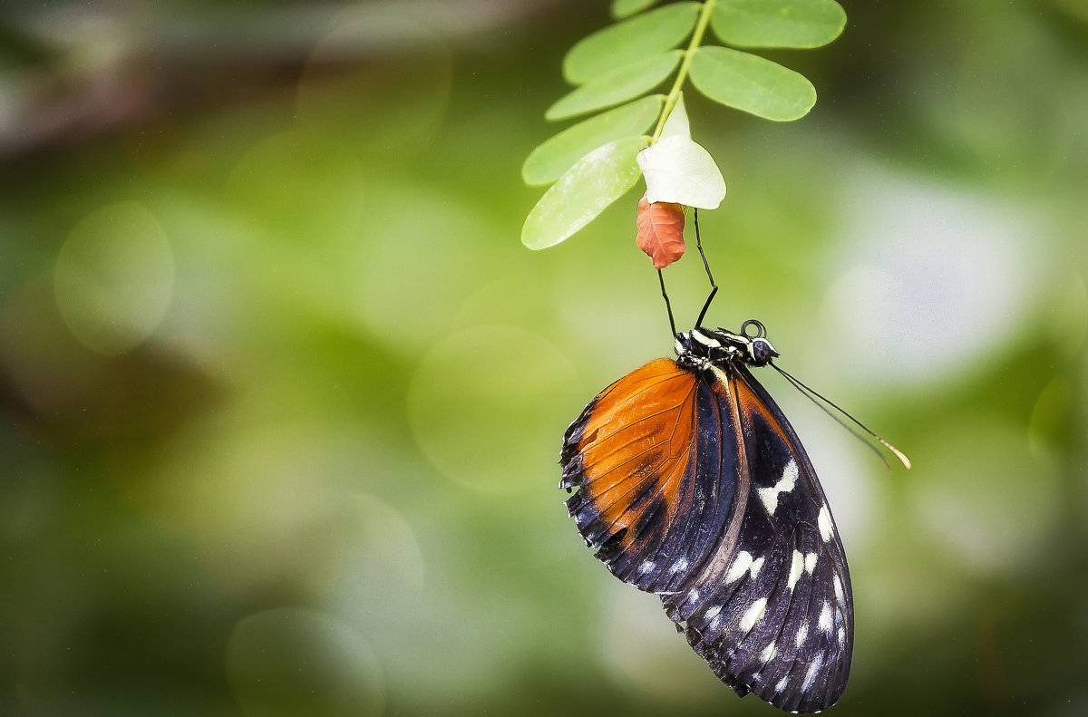 Парк бабочек в Куала-Лумпур, или красота – страшная сила! - Александр Вивчарик