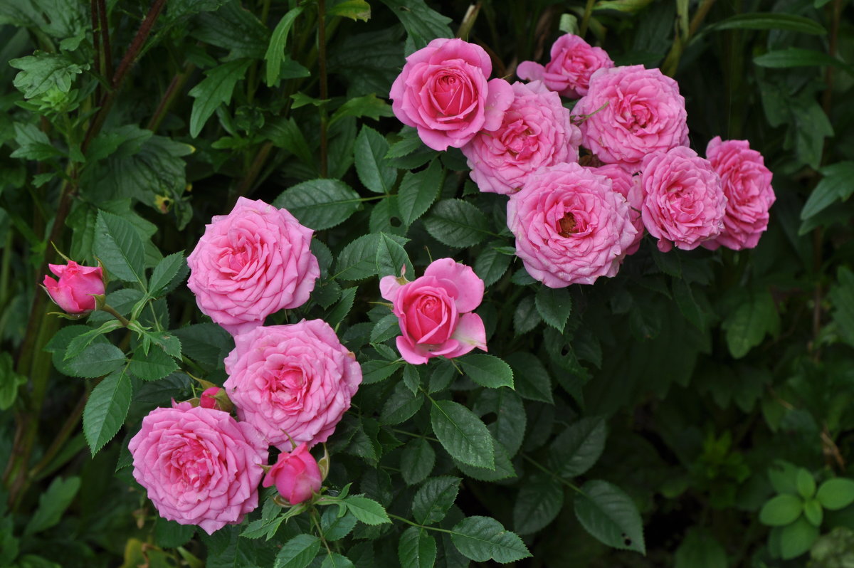 августовские розы - vg154 