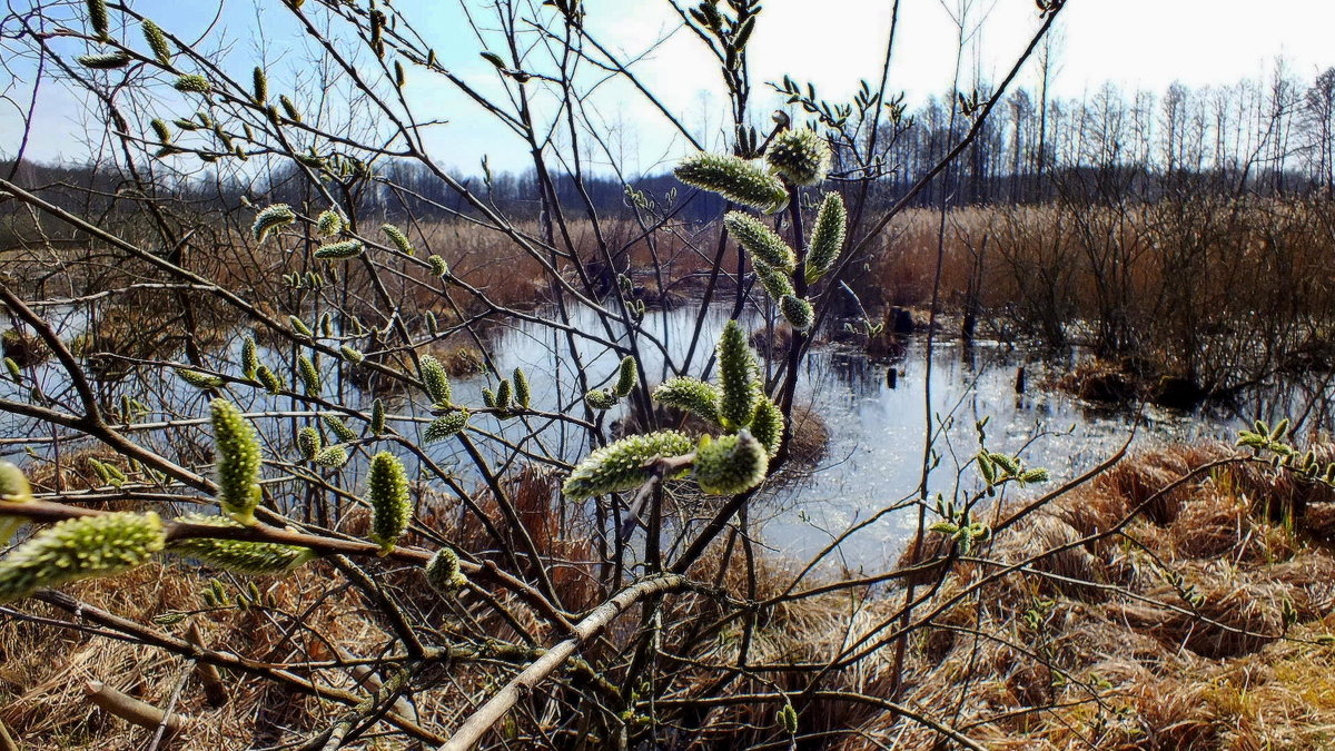 весна на болоте - Александр Прокудин