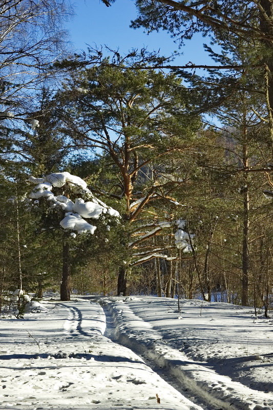 февральский лес - Александр Рождественский