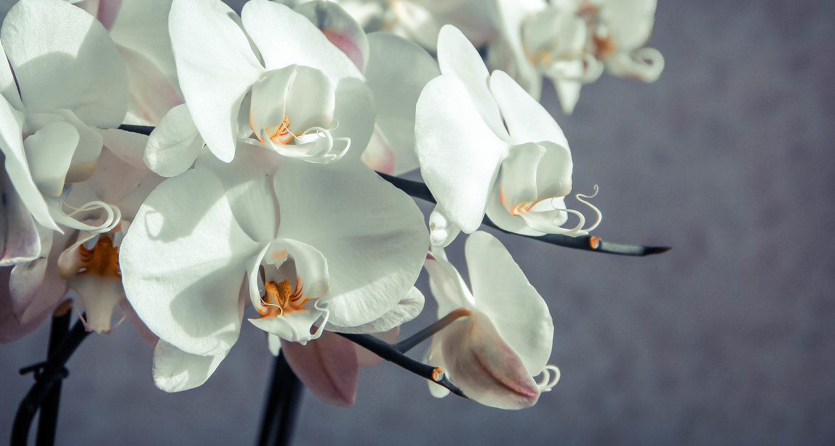 Орхидеи - Dashiki 