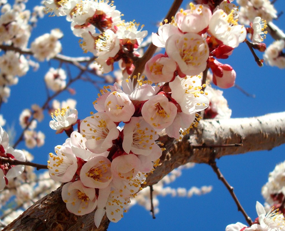 Цветы Абрикосового Дерева