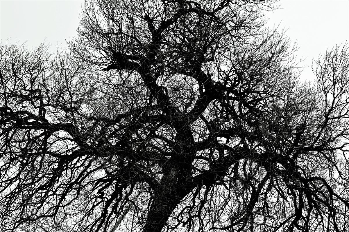Деревьев кружева - Марина 