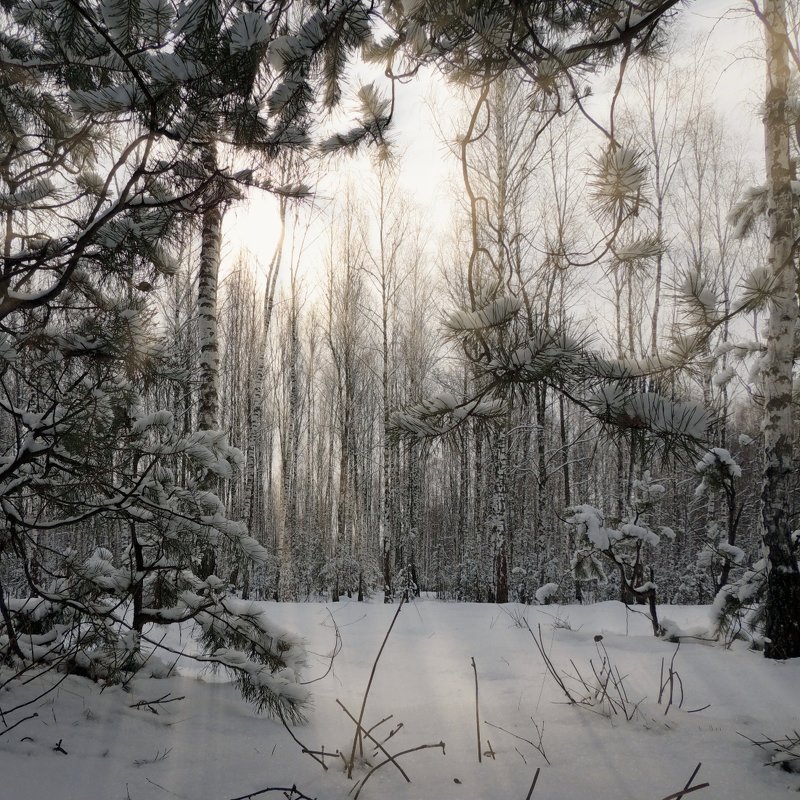 Зимний лес - Роман Савоцкий