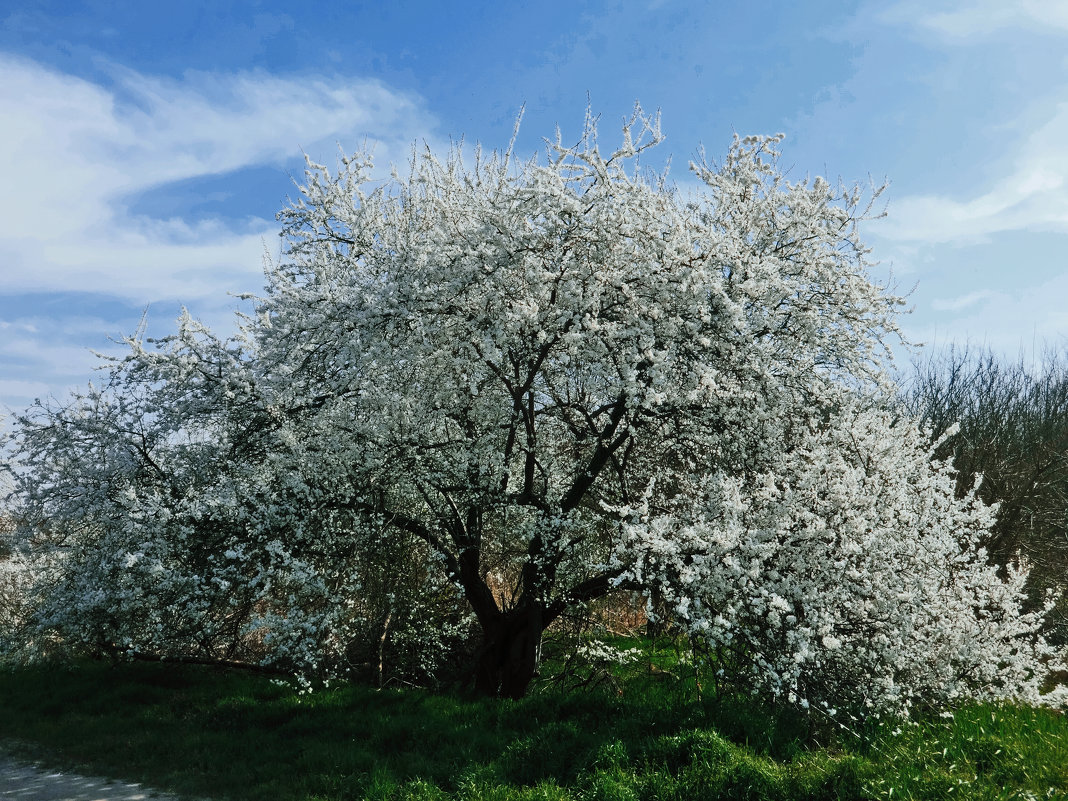 Апрельское настроение природы в Краснодаре - Виктор Скайбери