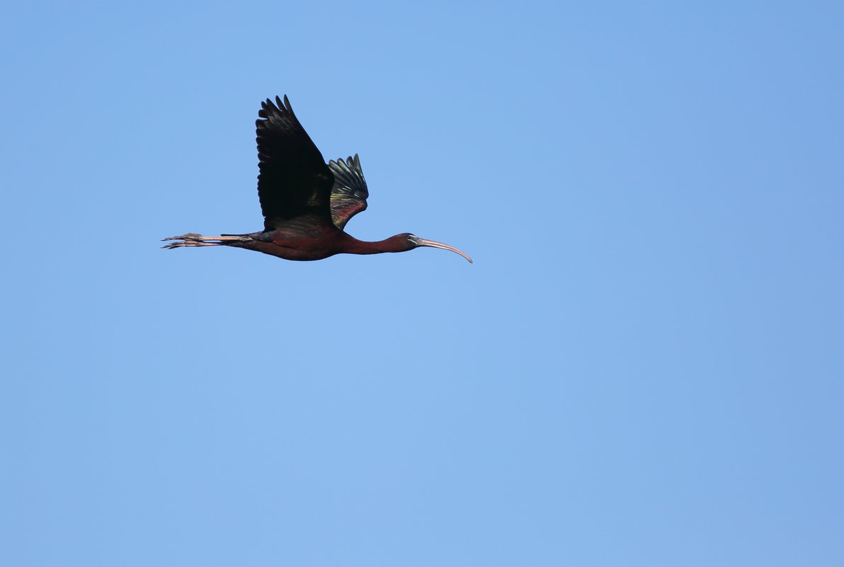 Glossy Ibis - Naum 