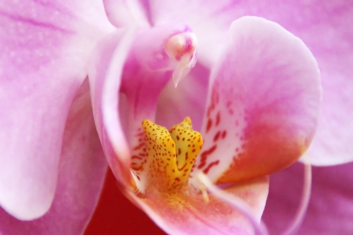 Горлышко орхидеи - Alexander Andronik