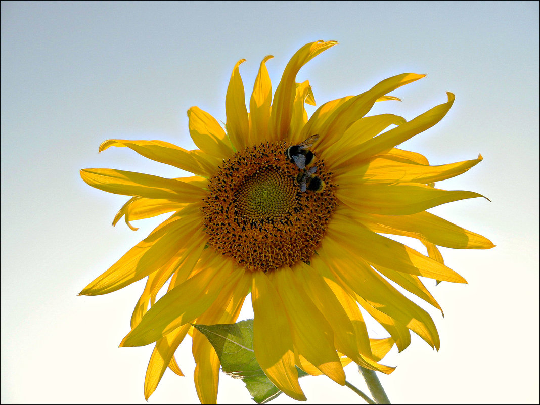 Солнечный цветок - Leonid Rutov