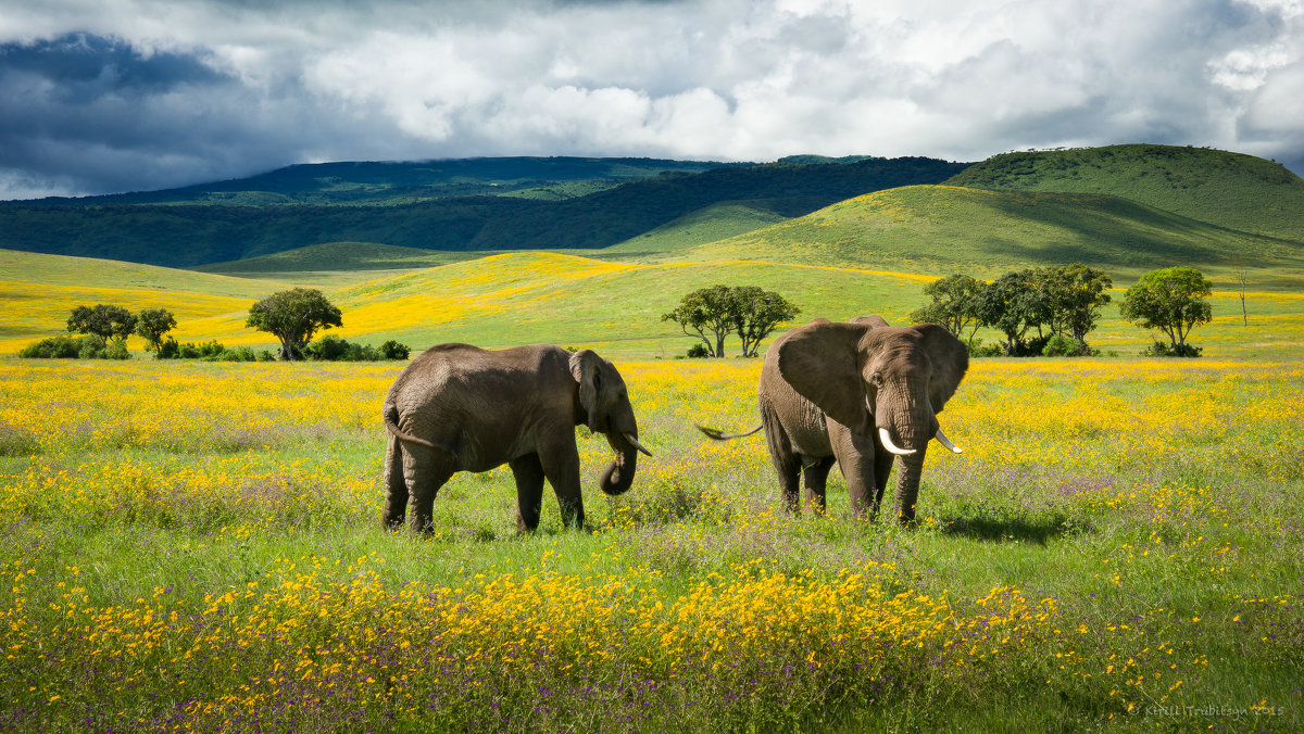 Слоны в полевых цветах - Кирилл Трубицын