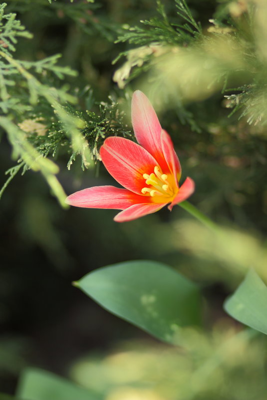 Яркие весенние цветы в саду - Иван Лазаренко