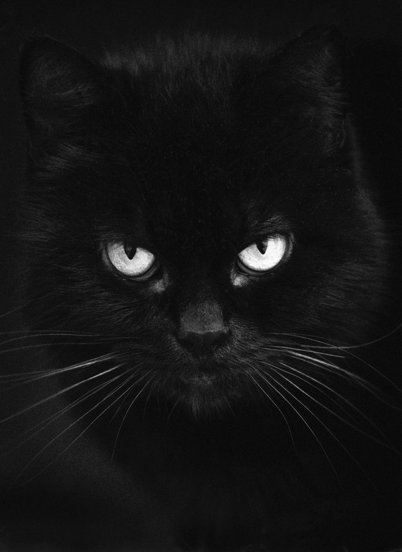 Черный кот - Muhammad 