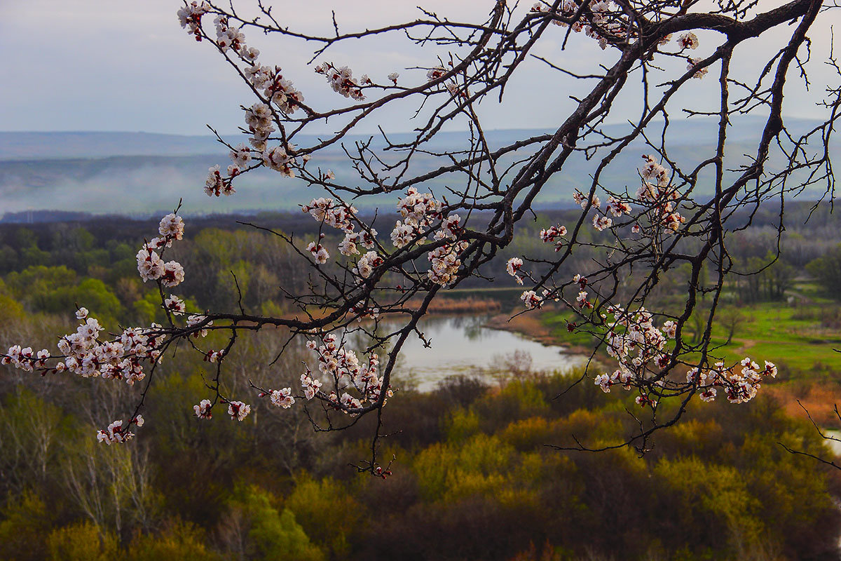 Весна на Кубани - Бронислав Богачевский