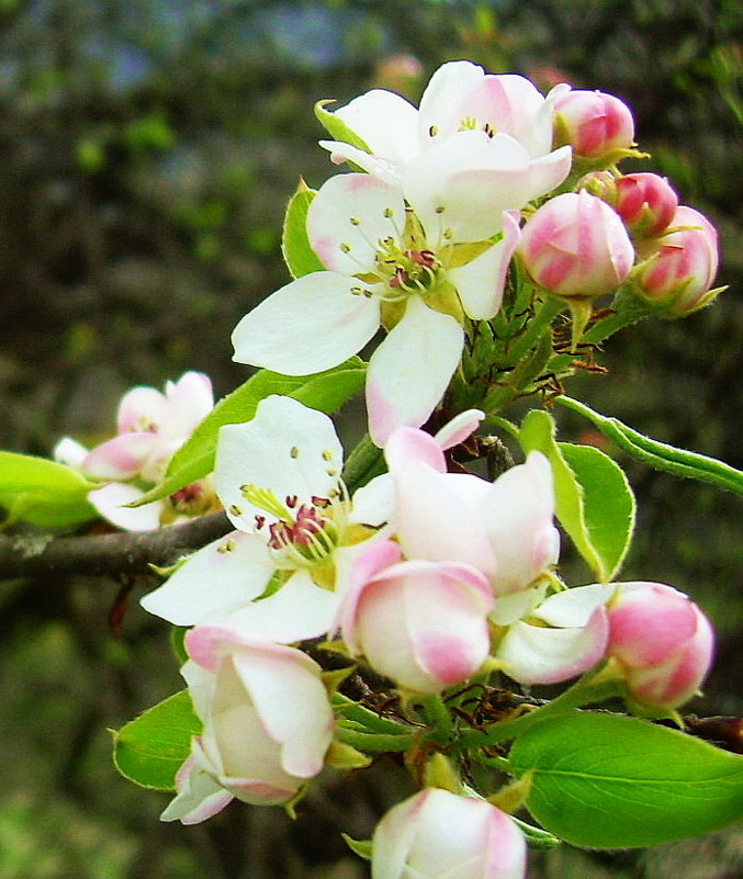 Расцветали яблони и груши... - татьяна 