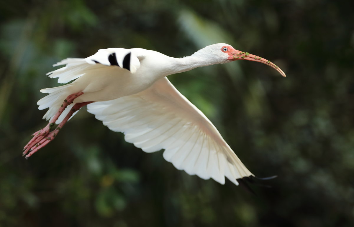 white ibis - Naum 