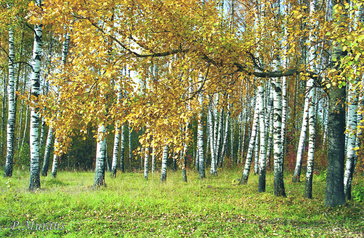 Осенний наряд - Pjotrs Murāns