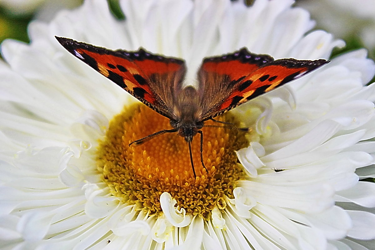 Бабочка на цветке - Александр Щеклеин