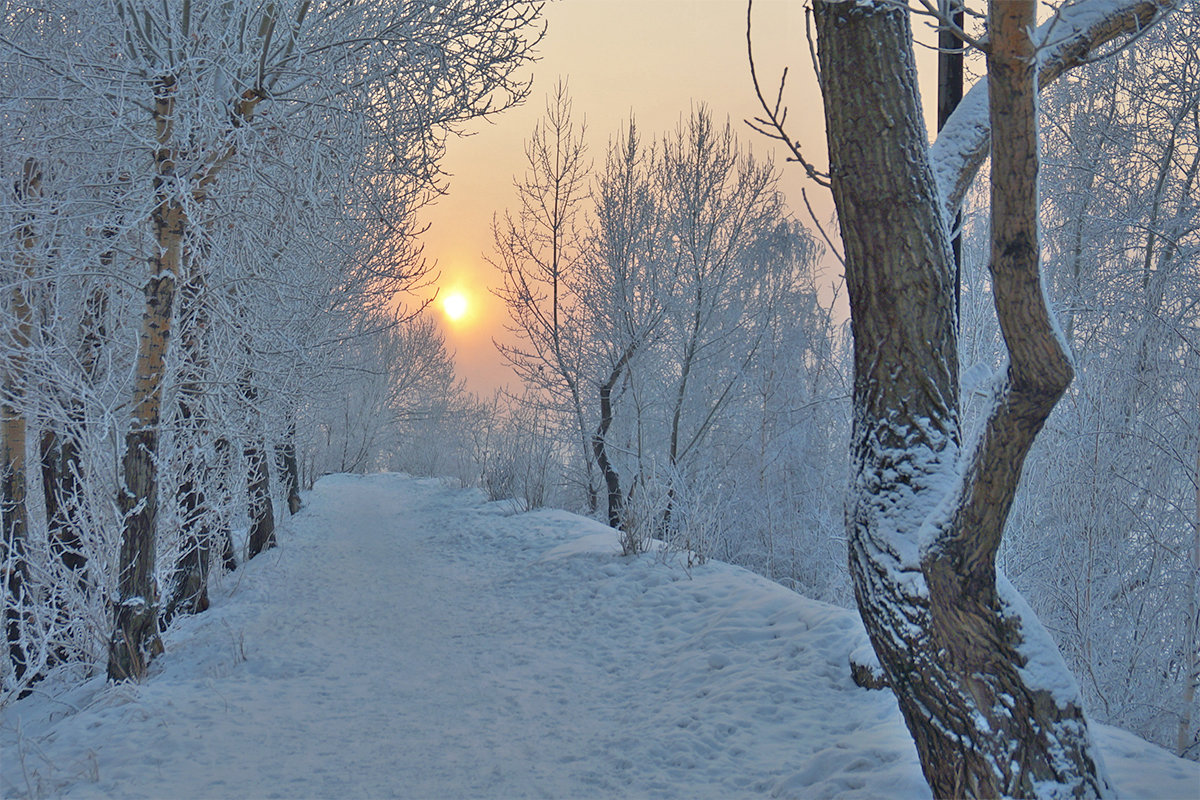 Деревья спят и холодное солнце января подсвечивает сны - Екатерина Торганская
