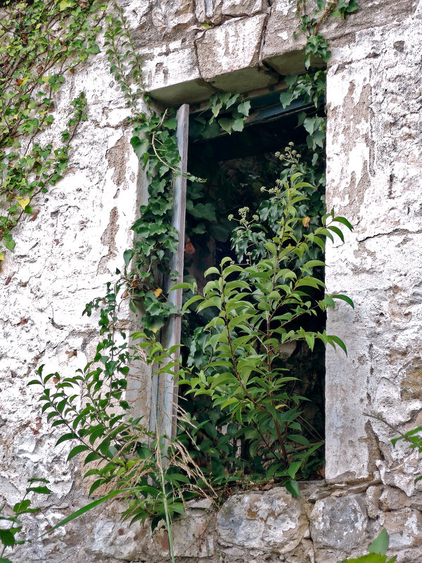 Растения в окне - Денис Масленников