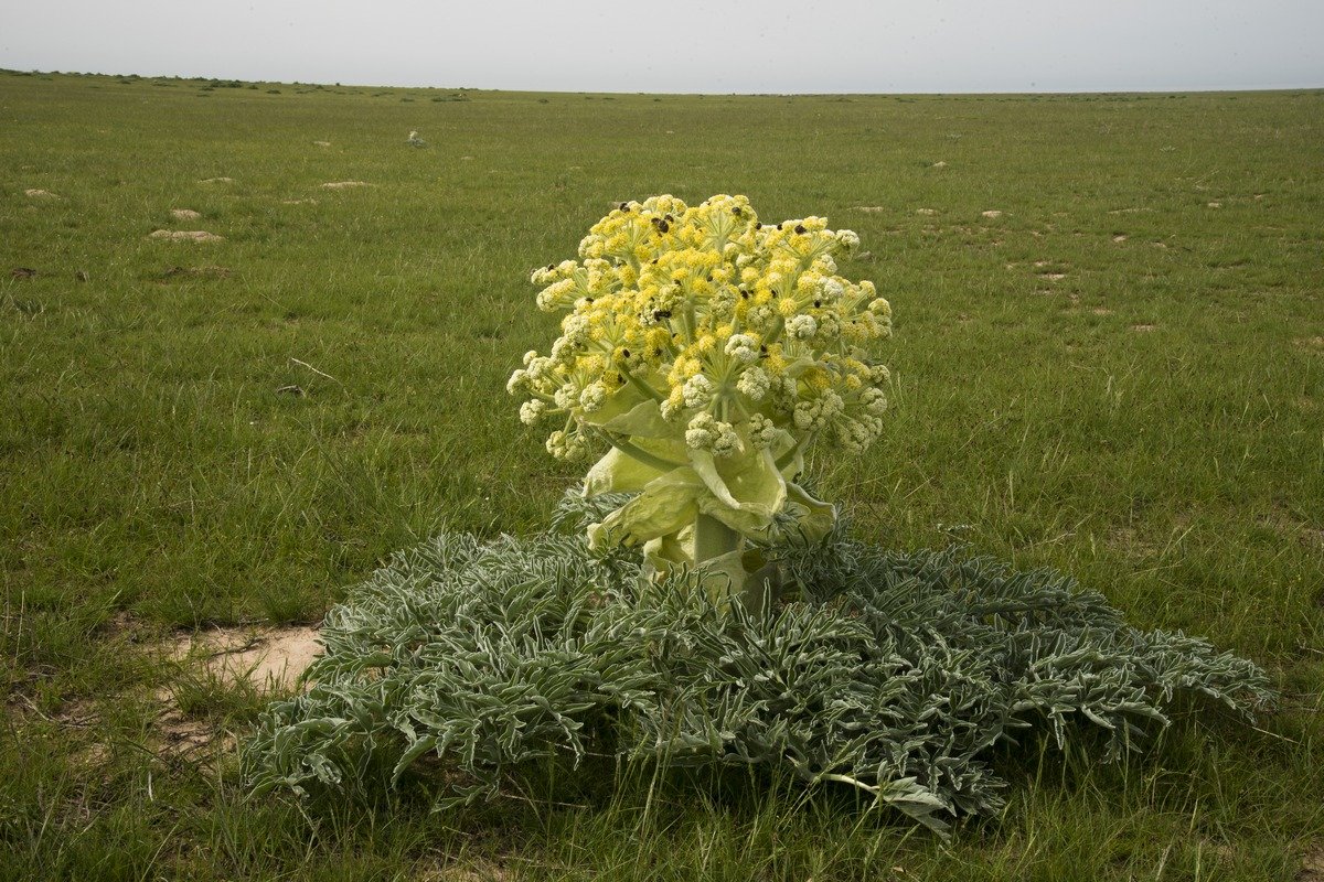 Цветы пустыни - Александр Грищенко