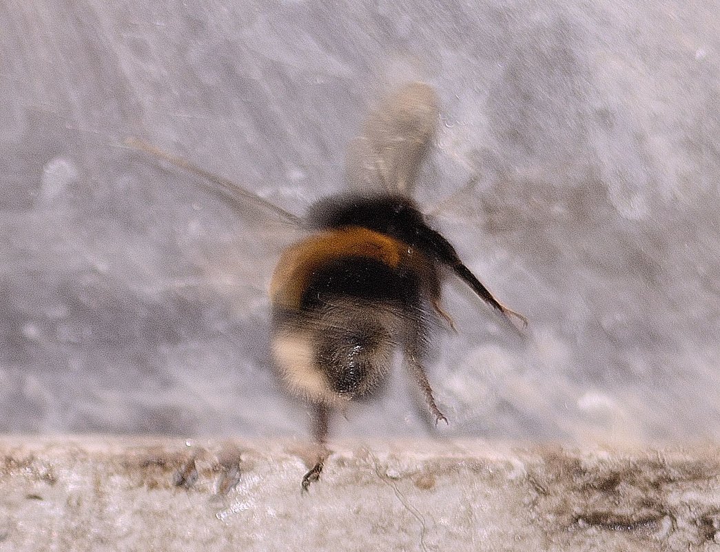 bumblebee - Бармалей ин юэй 