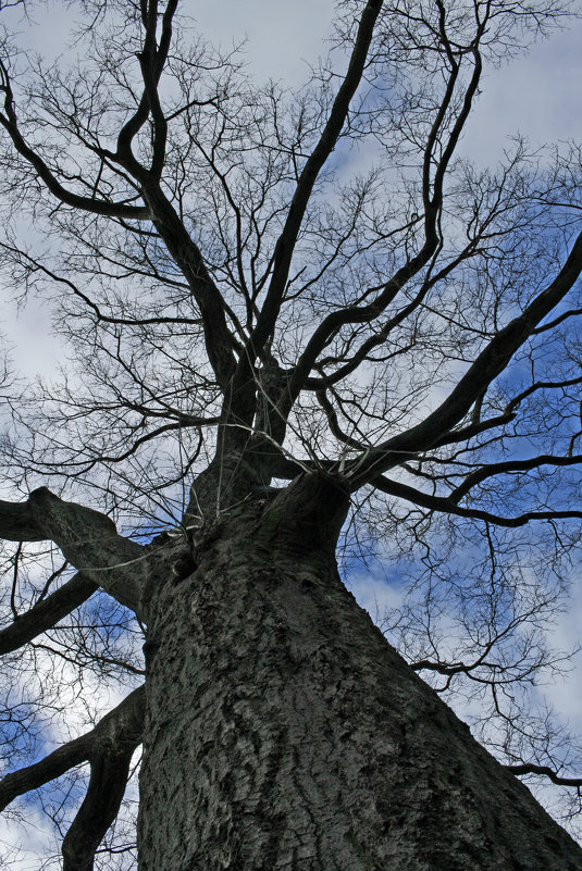 дерево - Света Ли