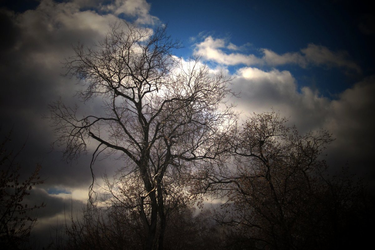 Небо и деревья - Павел Зюзин