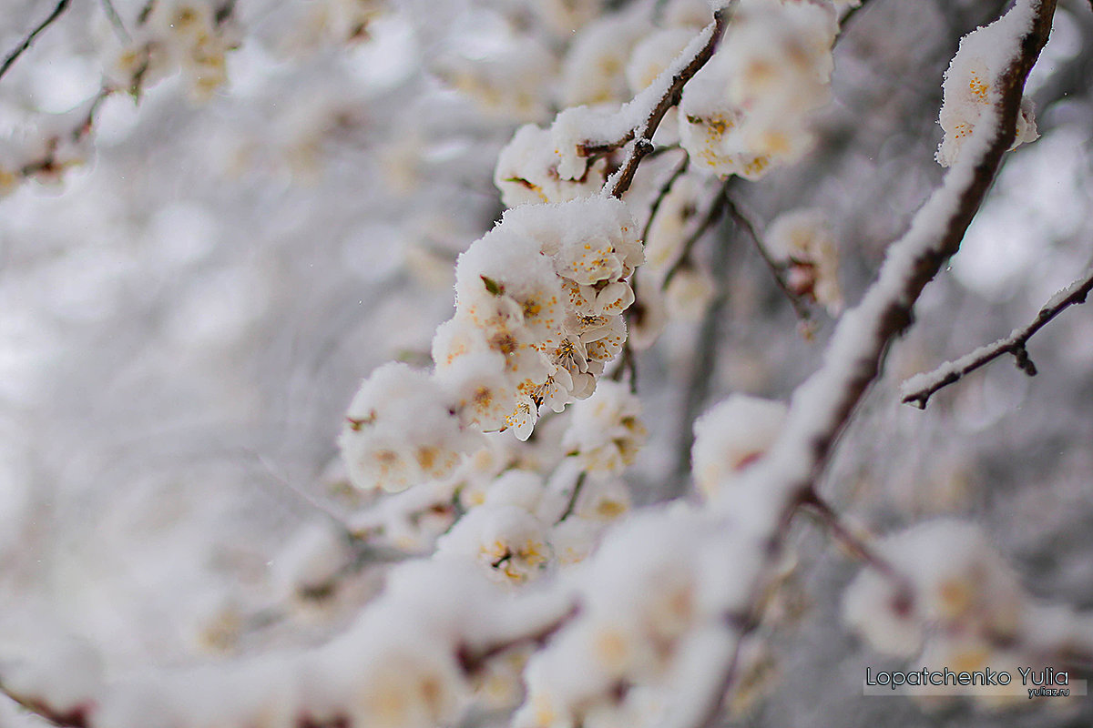 Цветы в снегу 19.04.2017 - Юлия Лопатченко