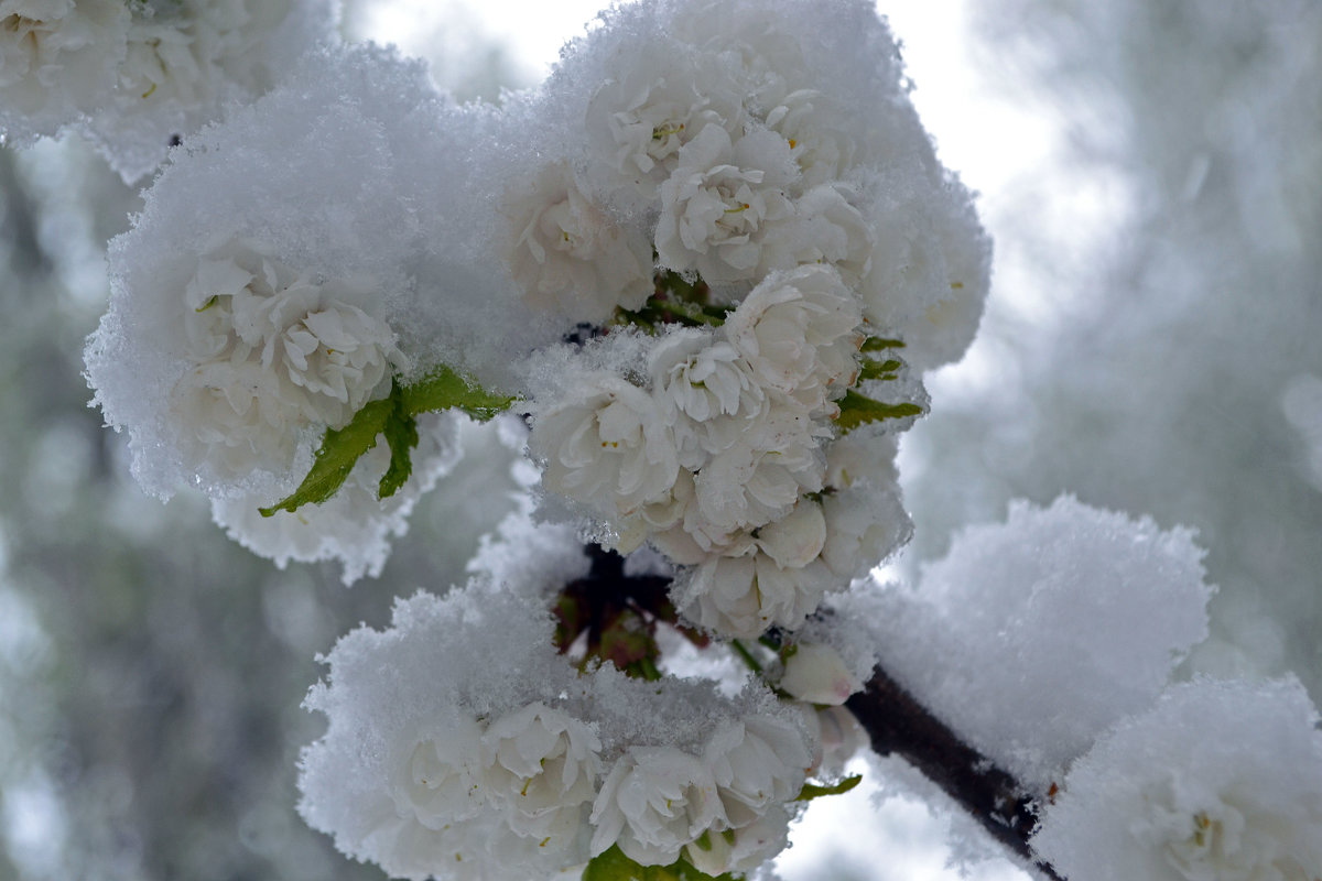 Махровая черешня в снегу - Nina Streapan