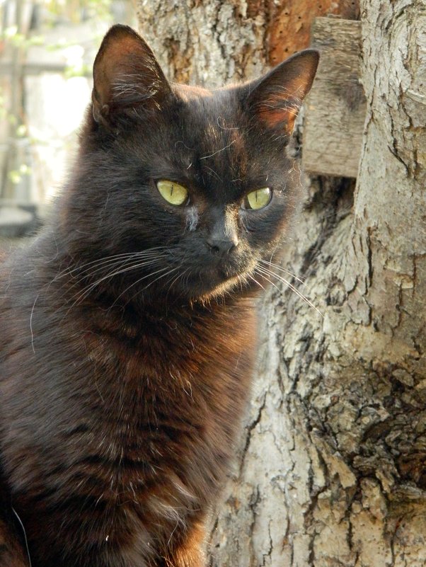 Чёрный кот - Сергей Босов