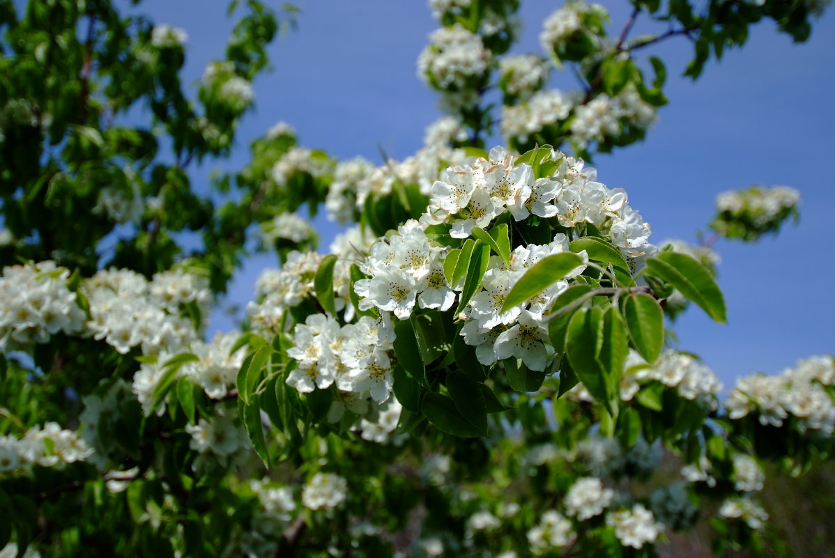 яблоня в цвету - владимир Баранов