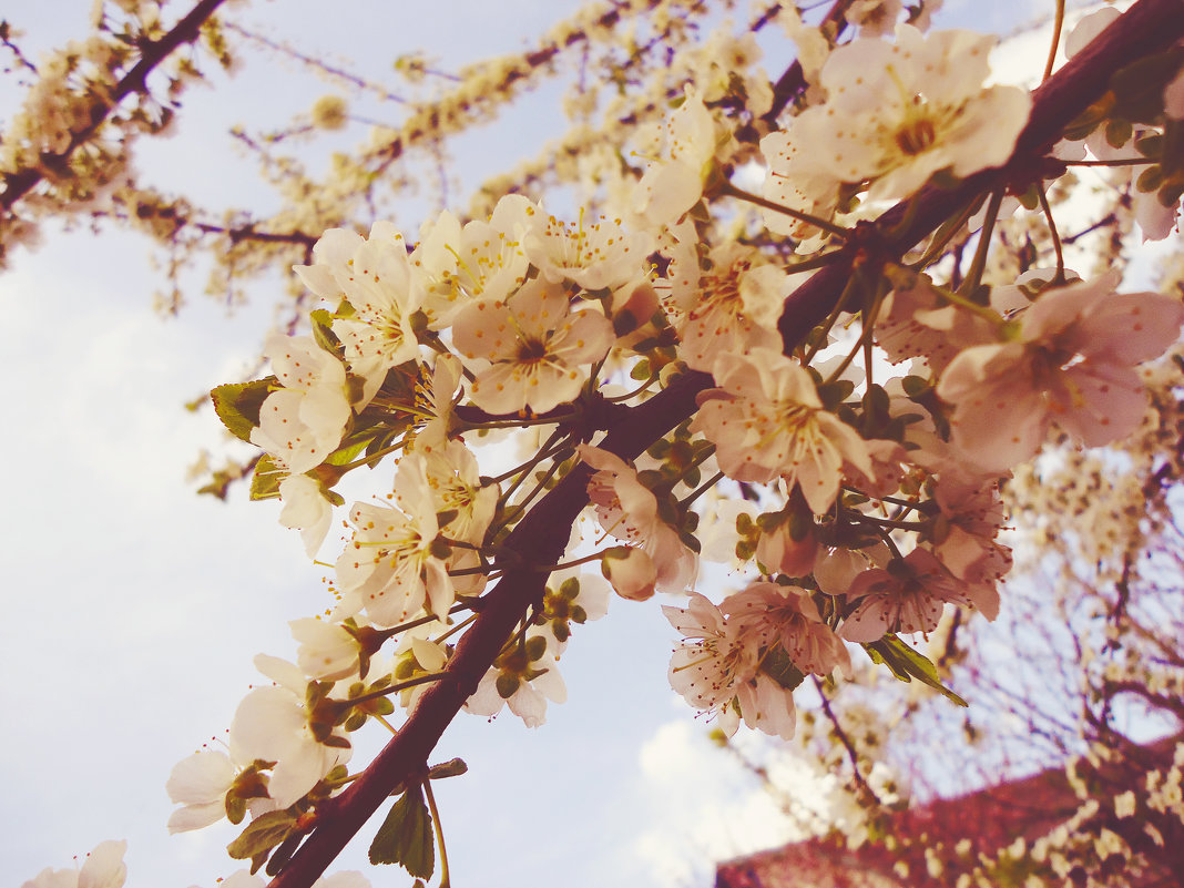 Цвет вишни - Виктория Власова