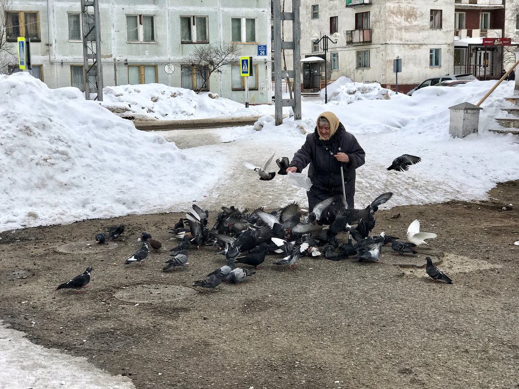 И старушка крошит хладный мякиш сизым голубям - Oleg Akulinushkin