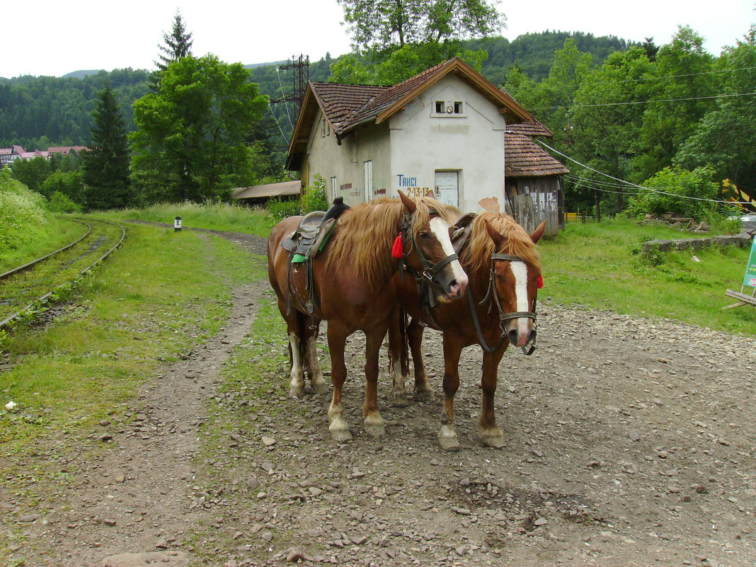 Лошади  для  туристов  в   Яремче - Андрей  Васильевич Коляскин