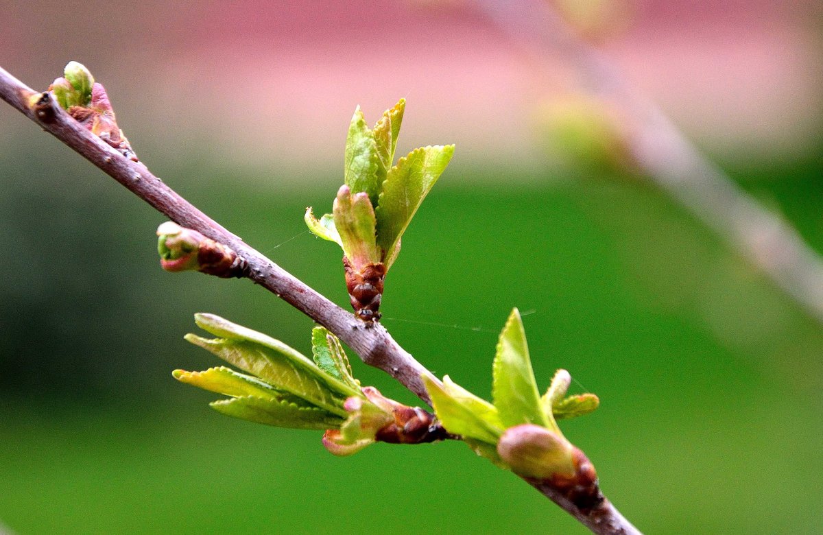 Распускаются почки на деревьях яблони весной