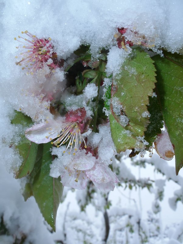 Яблоня в снегу - svetlana voskresenskai 