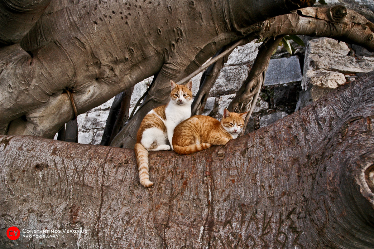 Кошки на дереве - Константин Вергакис