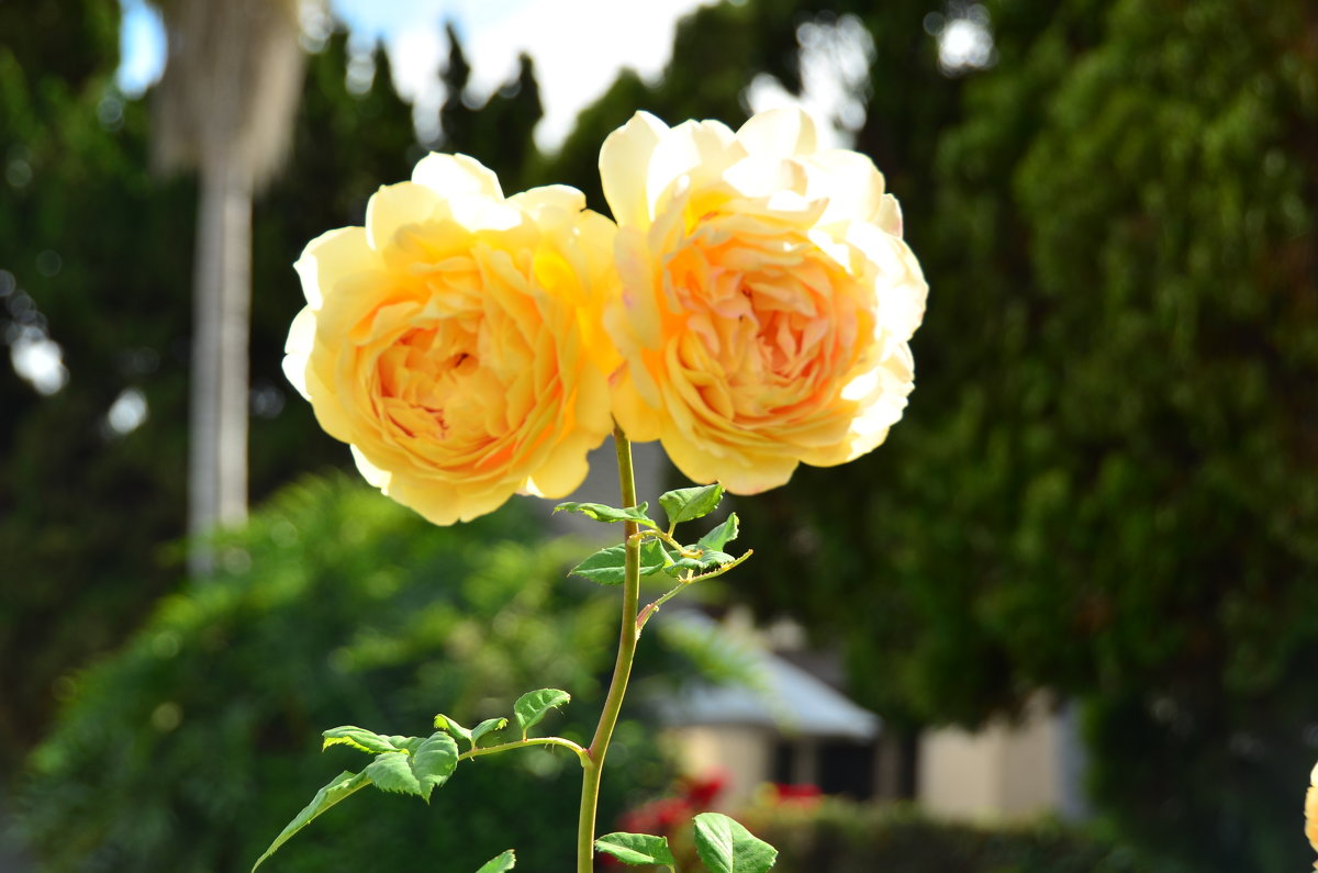 Две желтые розы - Николай Танаев