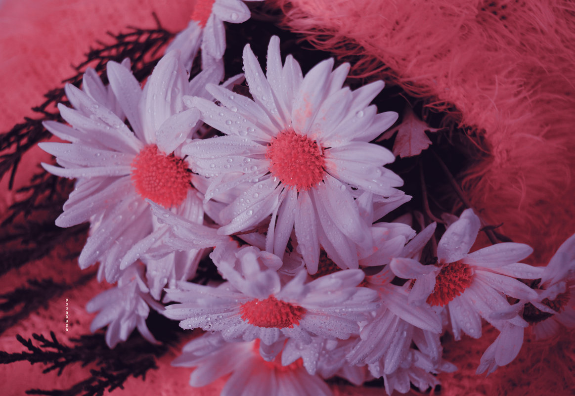 мои цветочки - Ксения Забара