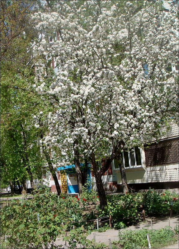 Яблонька из соседнего двора - Нина Корешкова