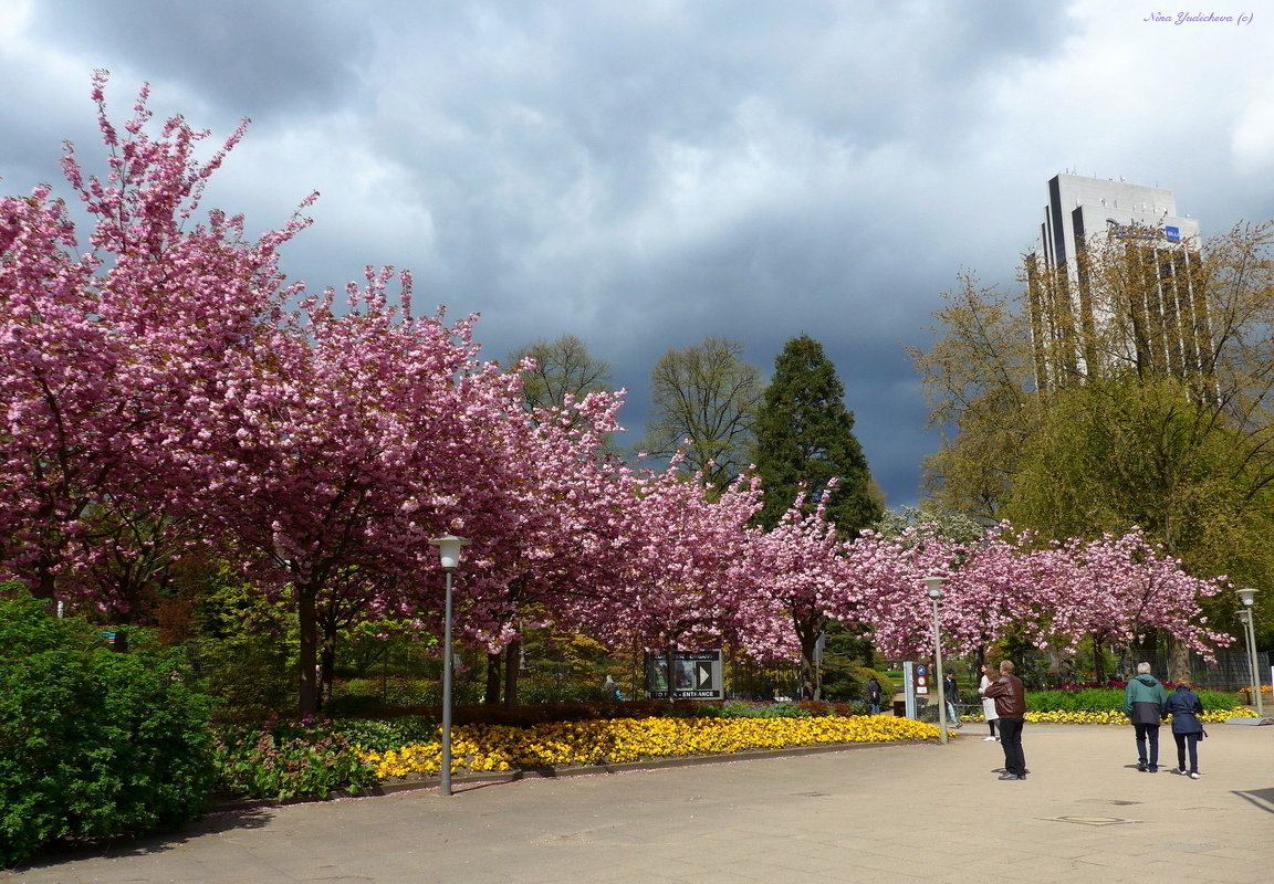 Весна в парке цветов (серия). Когда цветёт  сакура... - Nina Yudicheva