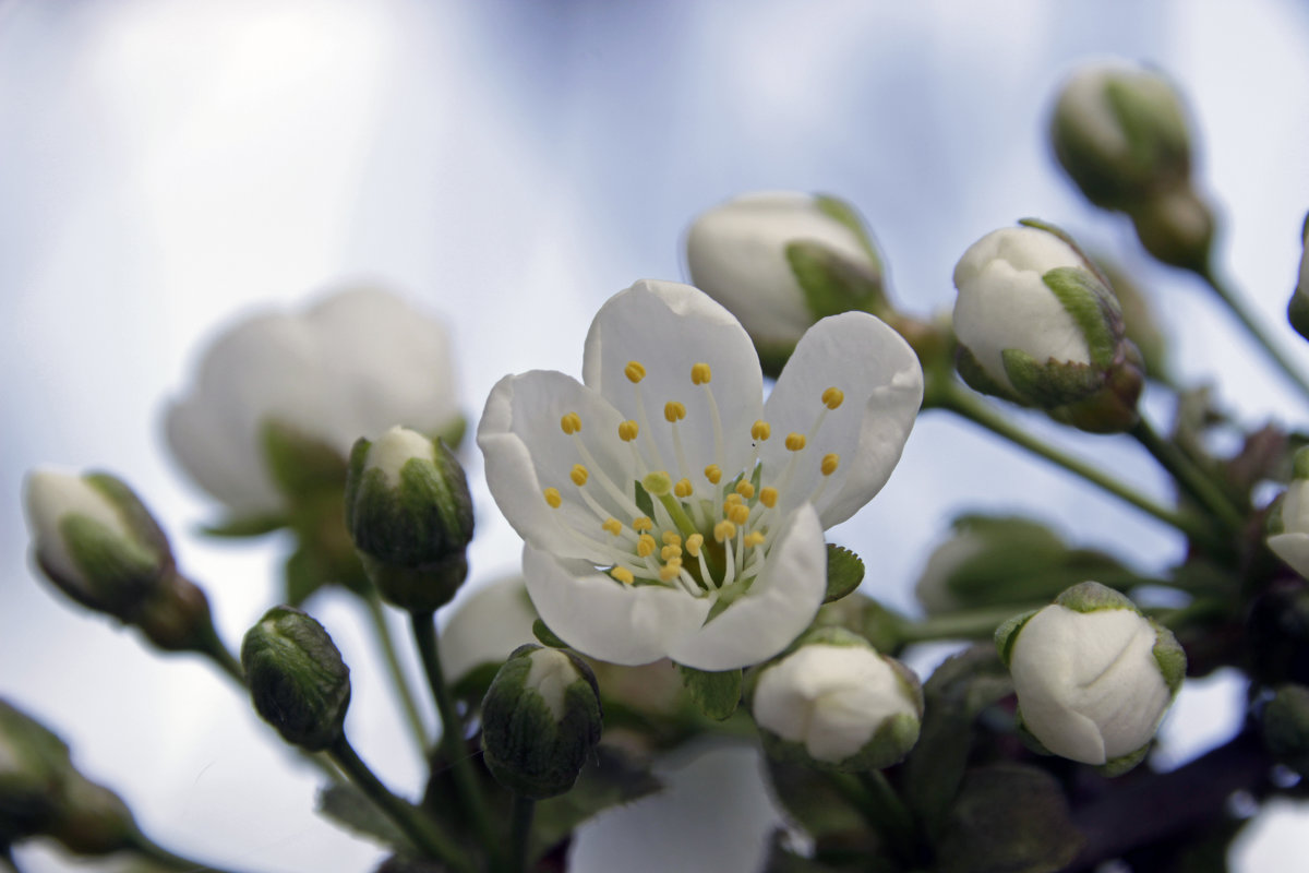 цветок вишни - оксана 