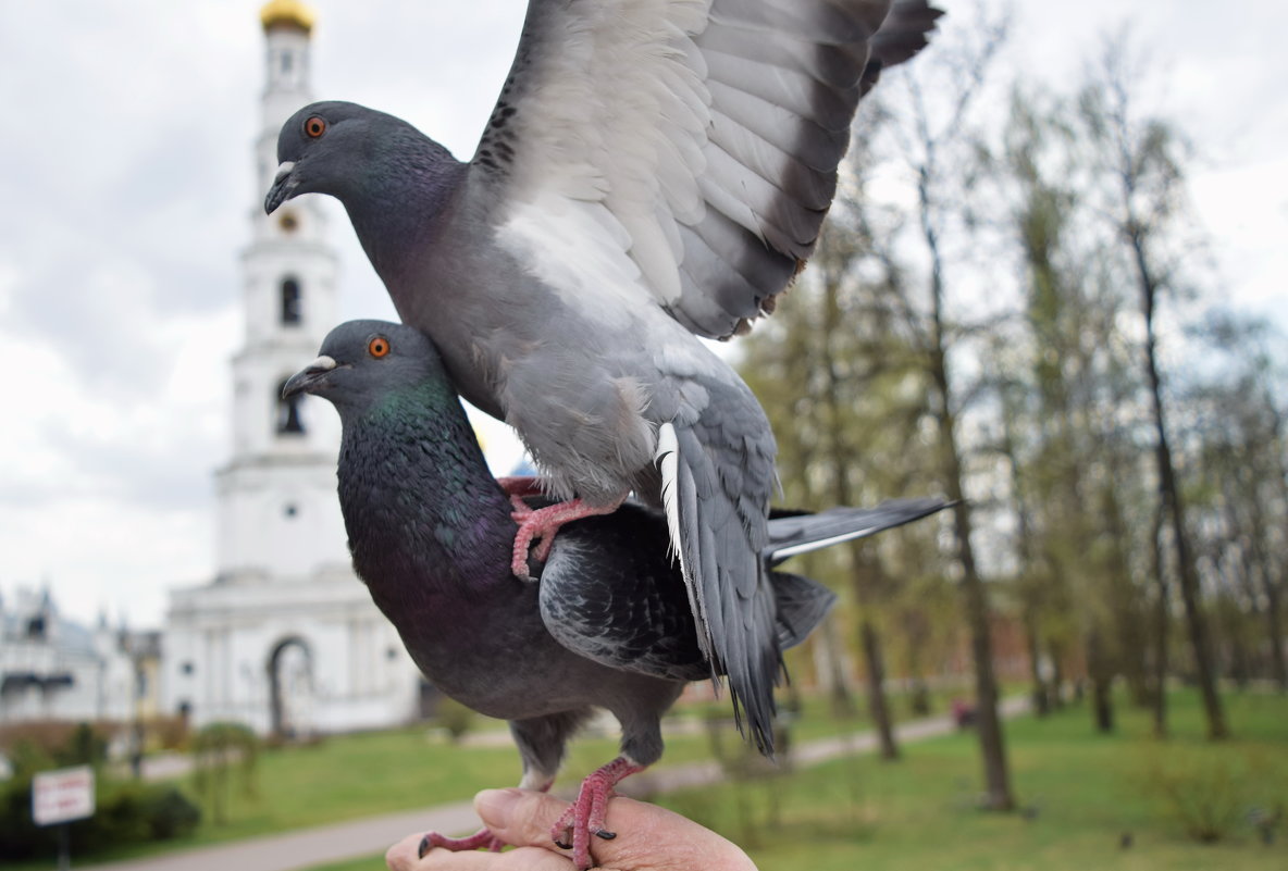 Акробатическая пирамида. - Татьяна Помогалова