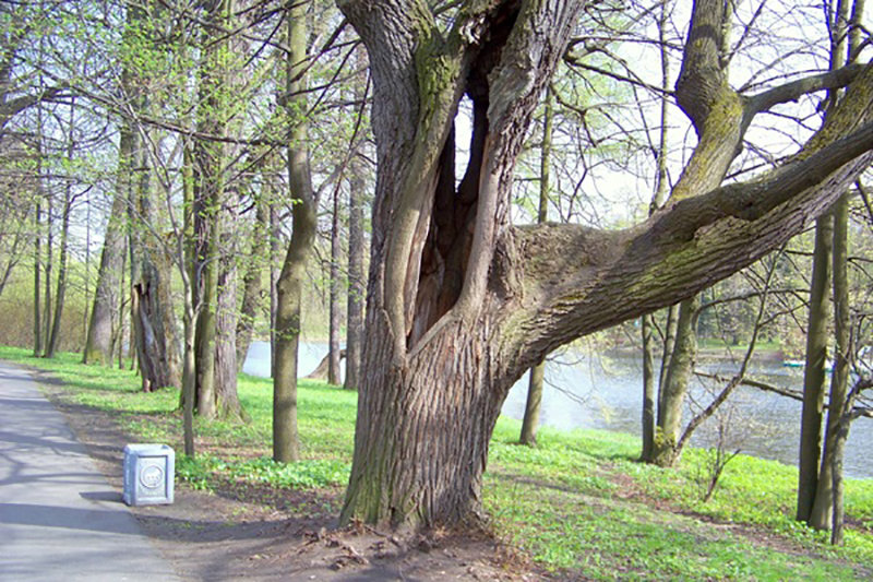 и такие бывают деревья - Miko Baltiyskiy