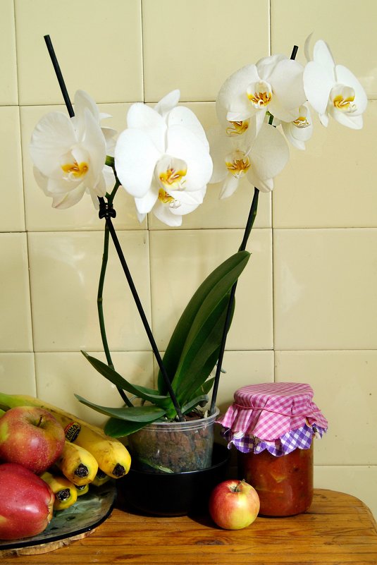 Люблю орхидеи - Galina Belugina