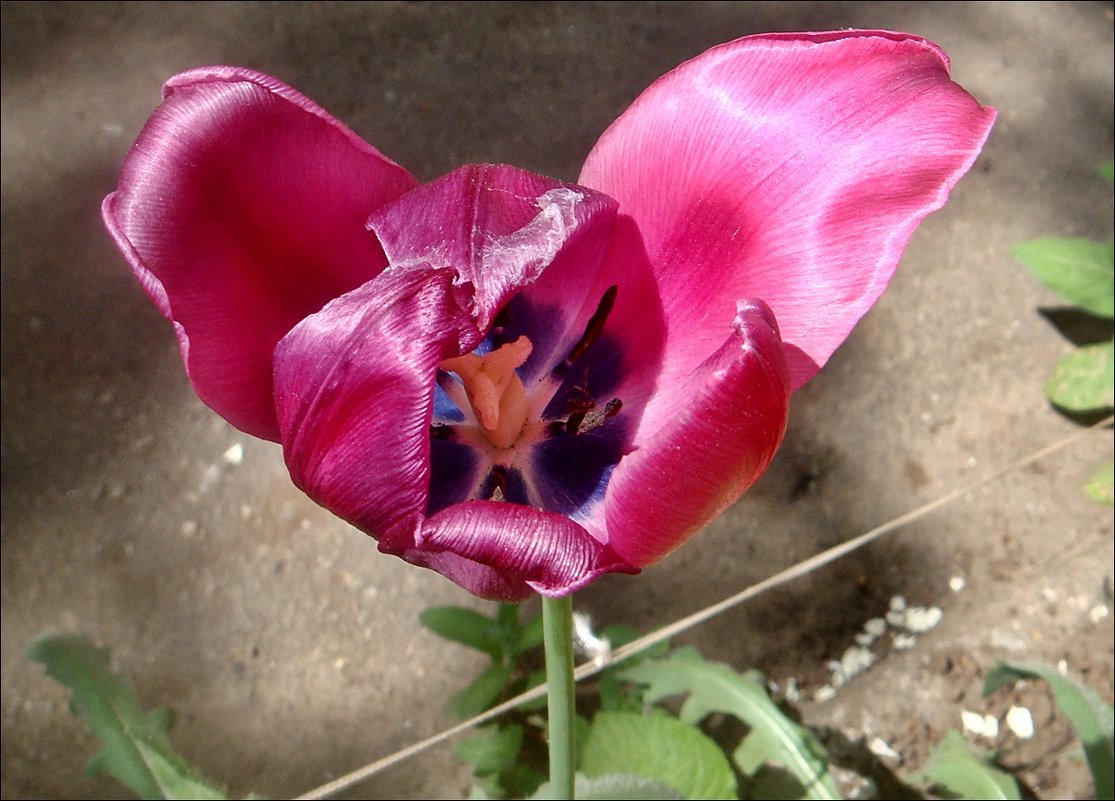 Розовый тюльпан - Нина Корешкова