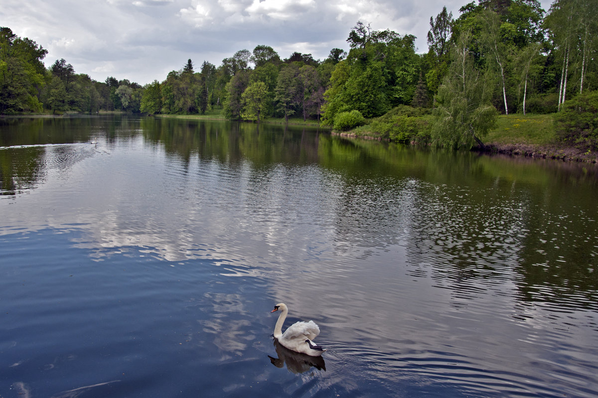 Evening Lake with the Swan - Roman Ilnytskyi