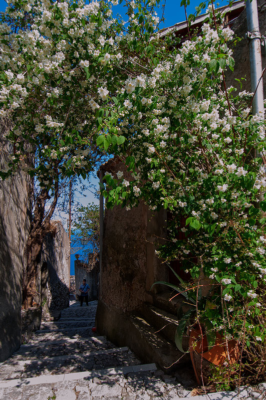 Цветущая Сицилия. Душистая арка - Galina 